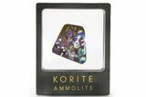 Iridescent Ammolite (Fossil Ammonite Shell) - Electric Blues #301617-1